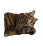 うちのねこ3（個別スタンプ：7）