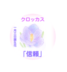 1月、誕生日の花  花言葉付き（個別スタンプ：3）