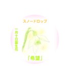 1月、誕生日の花  花言葉付き（個別スタンプ：10）