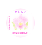 1月、誕生日の花  花言葉付き（個別スタンプ：13）