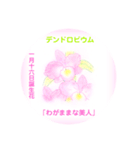 1月、誕生日の花  花言葉付き（個別スタンプ：16）