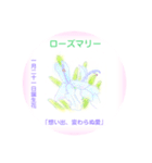 1月、誕生日の花  花言葉付き（個別スタンプ：21）