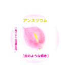 1月、誕生日の花  花言葉付き（個別スタンプ：22）
