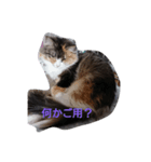 にゃんことハンモック（個別スタンプ：1）