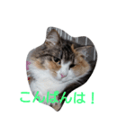 にゃんことハンモック（個別スタンプ：2）