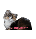 にゃんことハンモック（個別スタンプ：3）