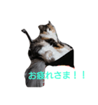 にゃんことハンモック（個別スタンプ：4）