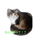 にゃんことハンモック（個別スタンプ：6）