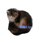 にゃんことハンモック（個別スタンプ：7）