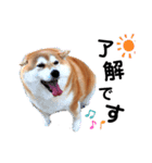 kazubaby.STAMP（個別スタンプ：4）