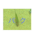 フィッシュポケット【スタンプ第1弾】（個別スタンプ：1）