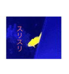 フィッシュポケット【スタンプ第1弾】（個別スタンプ：9）