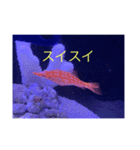 フィッシュポケット【スタンプ第1弾】（個別スタンプ：13）