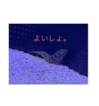 フィッシュポケット【スタンプ第1弾】（個別スタンプ：17）