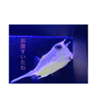 フィッシュポケット【スタンプ第1弾】（個別スタンプ：18）