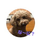 トイプー ゆうくん（個別スタンプ：1）