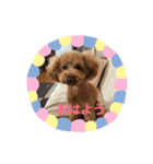 トイプー ゆうくん（個別スタンプ：3）