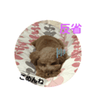 トイプー ゆうくん（個別スタンプ：8）