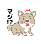 可愛くってたまらん柴犬1（個別スタンプ：13）