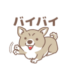 可愛くってたまらん柴犬1（個別スタンプ：15）