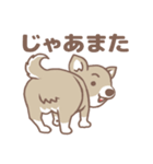 可愛くってたまらん柴犬1（個別スタンプ：16）
