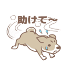 可愛くってたまらん柴犬1（個別スタンプ：21）
