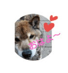 柴犬 ビィちゃん（個別スタンプ：2）