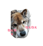 柴犬 ビィちゃん（個別スタンプ：3）