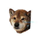 柴犬 ビィちゃん（個別スタンプ：5）
