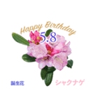 5月誕生日の友達に誕生花でHappy Birthday（個別スタンプ：8）