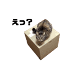 うちのテンちゃん（個別スタンプ：2）