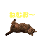 うちのテンちゃん（個別スタンプ：5）