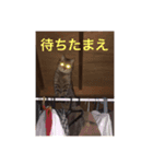 うちのテンちゃん（個別スタンプ：8）