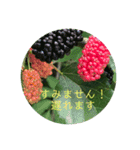 お花メッセージ   5（個別スタンプ：5）