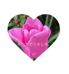 お花メッセージ   5（個別スタンプ：12）