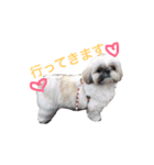 シーズー犬 ロウロウ（個別スタンプ：1）