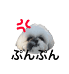シーズー犬 ロウロウ（個別スタンプ：2）