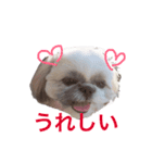 シーズー犬 ロウロウ（個別スタンプ：3）