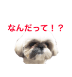 シーズー犬 ロウロウ（個別スタンプ：4）
