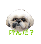 シーズー犬 ロウロウ（個別スタンプ：5）