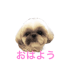 シーズー犬 ロウロウ（個別スタンプ：6）