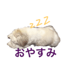 シーズー犬 ロウロウ（個別スタンプ：7）