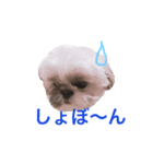 シーズー犬 ロウロウ（個別スタンプ：8）
