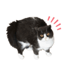 リリー②（個別スタンプ：1）