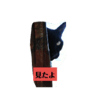 ア太郎＆三代目くろ（個別スタンプ：5）