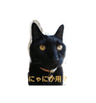 ア太郎＆三代目くろ（個別スタンプ：7）