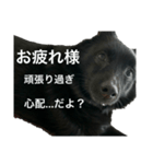 真っ黒ワンコ2:元気出して（個別スタンプ：12）