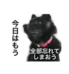 真っ黒ワンコ2:元気出して（個別スタンプ：18）