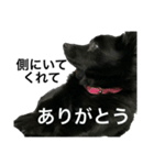 真っ黒ワンコ2:元気出して（個別スタンプ：22）