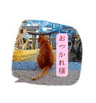 神社の猫の一言。（個別スタンプ：4）